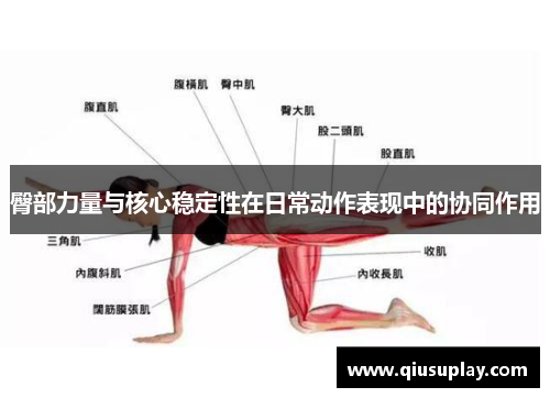 臀部力量与核心稳定性在日常动作表现中的协同作用